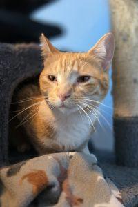 Spud, ADOPTABLE, Adult Male Domestic Short Hair.