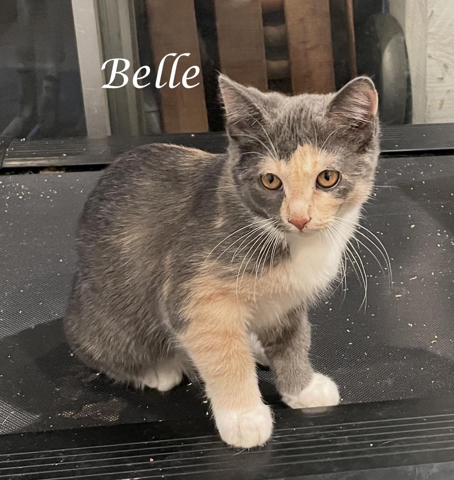 Enlarge BELLE, a Adoptable Dilute Calico in Monrovia, CA image 1/2