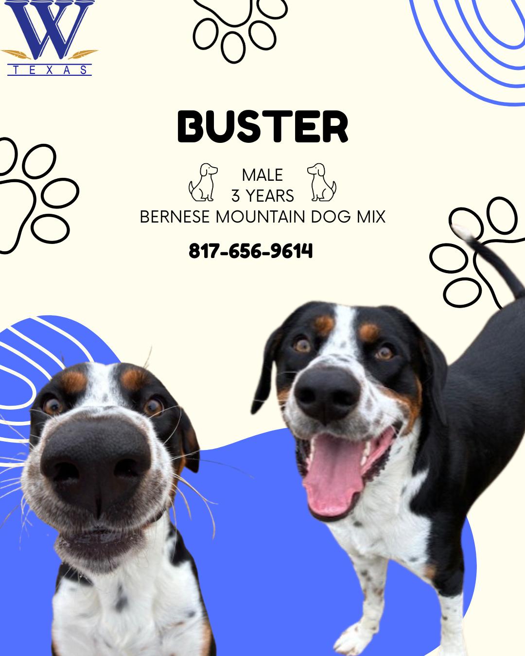 Enlarge Buster, a ADOPTABLE mixed breed in Watauga, TX image 1/1