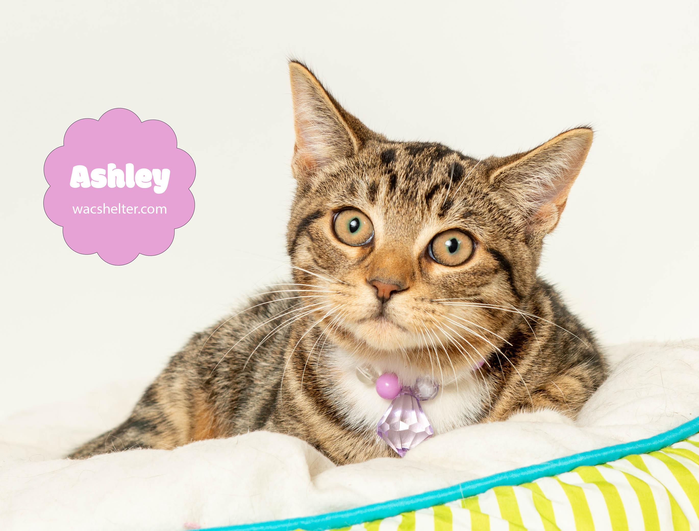 ASHLEY (loves her brother Mario), Adoptable, Adult Female Domestic Short Hair.