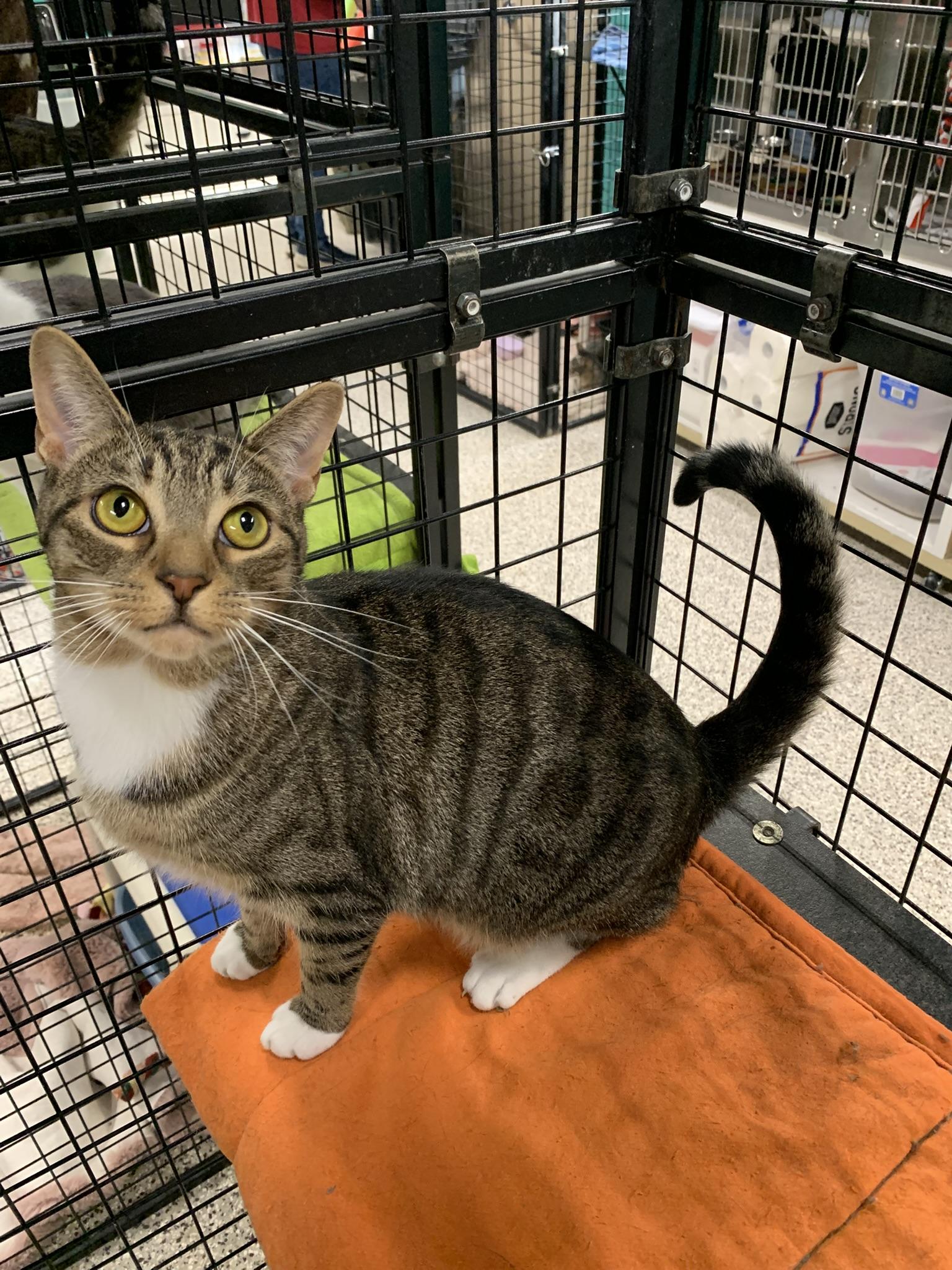 Enlarge ASHLEY (loves her brother Mario), a Adoptable Domestic Short Hair in Wyandotte, MI image 1/3
