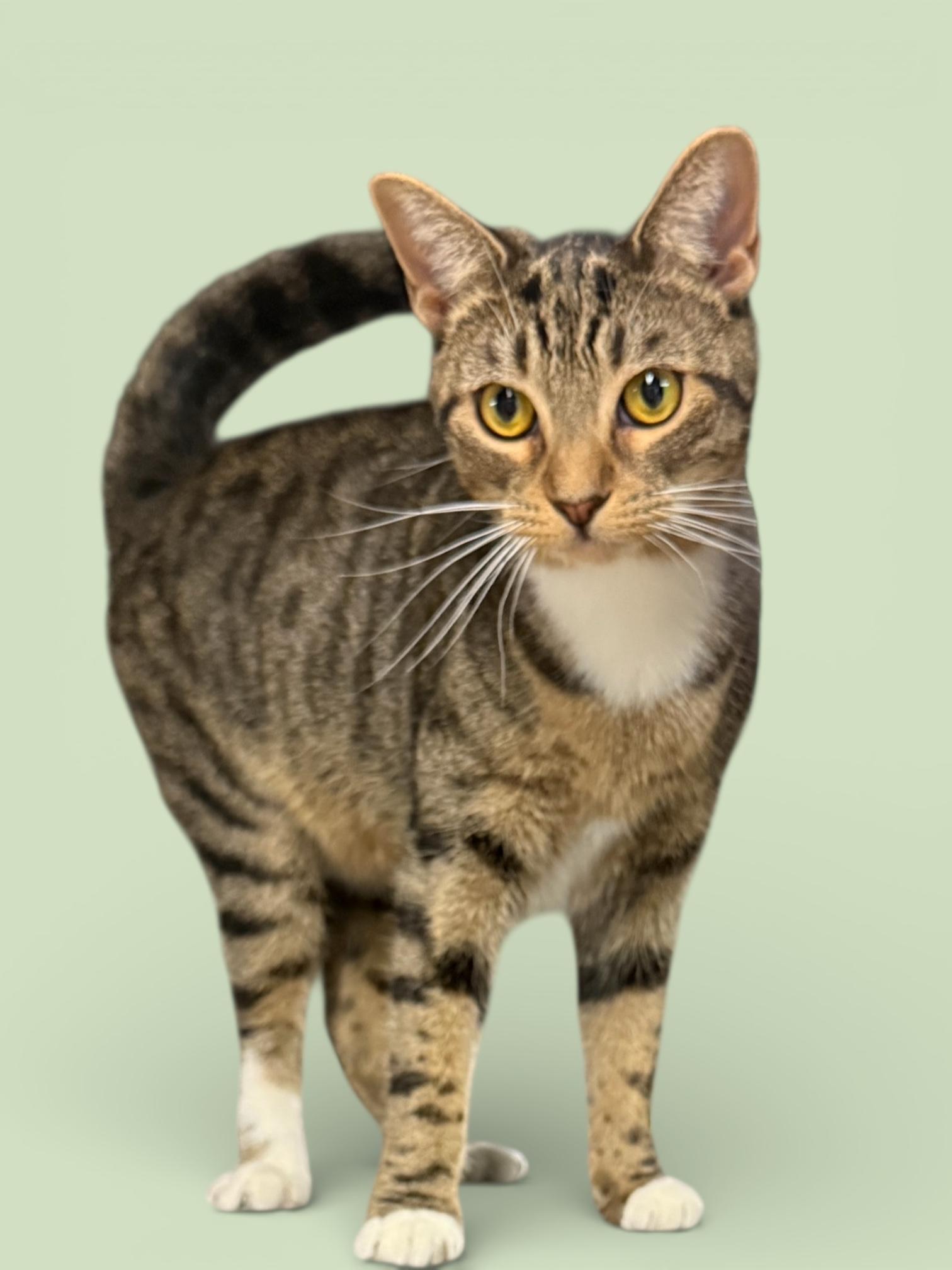 Enlarge ASHLEY (loves her brother Mario), a Adoptable Domestic Short Hair in Wyandotte, MI image 1/1