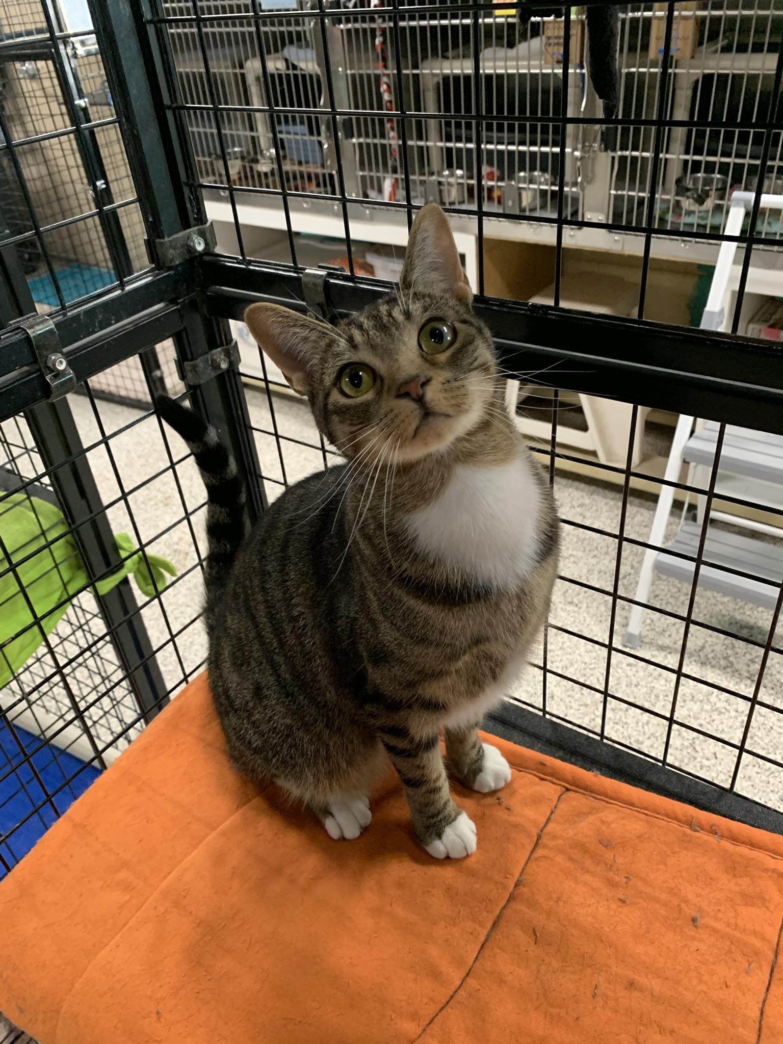 Enlarge ASHLEY (loves her brother Mario), a Adoptable Domestic Short Hair in Wyandotte, MI image 2/3