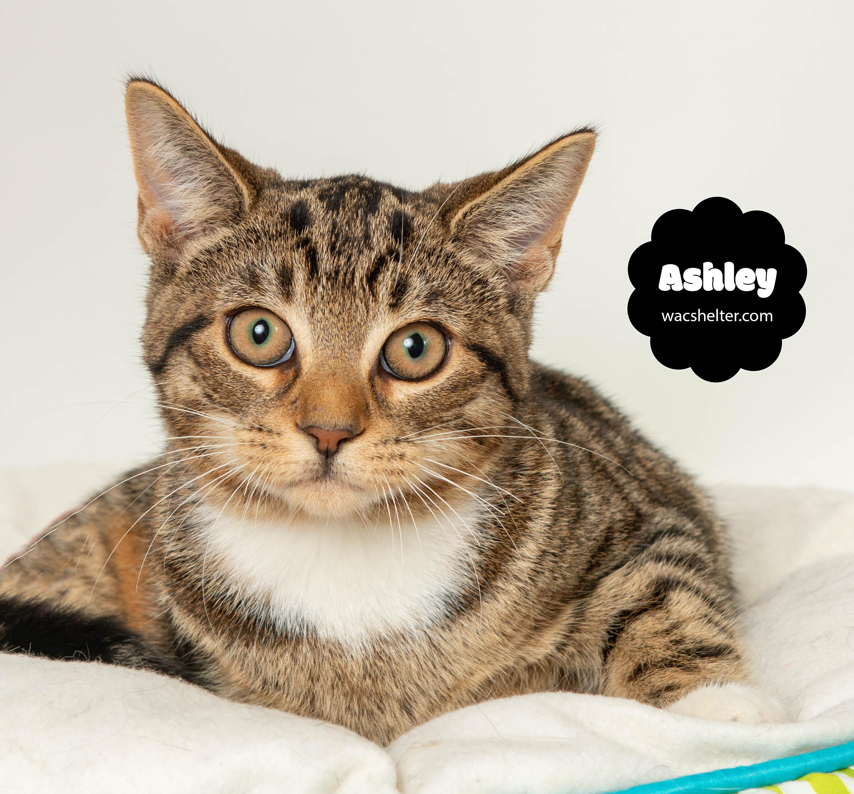 ASHLEY (loves her brother Mario), a Adoptable Domestic Short Hair in Wyandotte, MI image 2/2