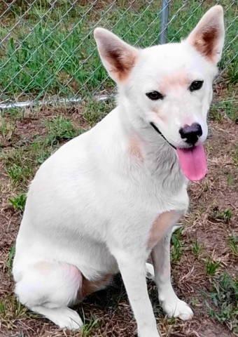 Enlarge Maeve, a Adoptable mixed breed in Chelmsford, MA image 2/4
