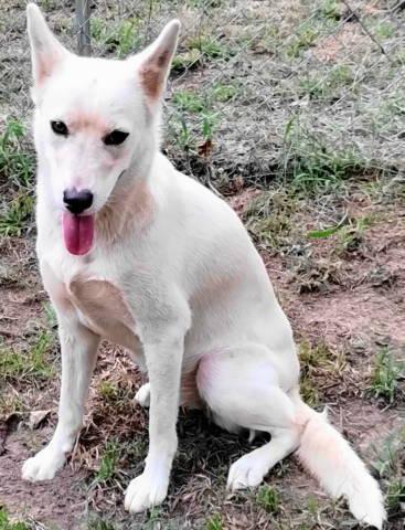 Enlarge Maeve, a Adoptable mixed breed in Chelmsford, MA image 3/4
