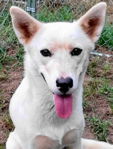 Maeve, Adoptable, Adult Female Husky.