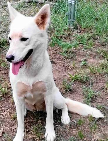 Enlarge Maeve, a Adoptable mixed breed in Chelmsford, MA image 4/4