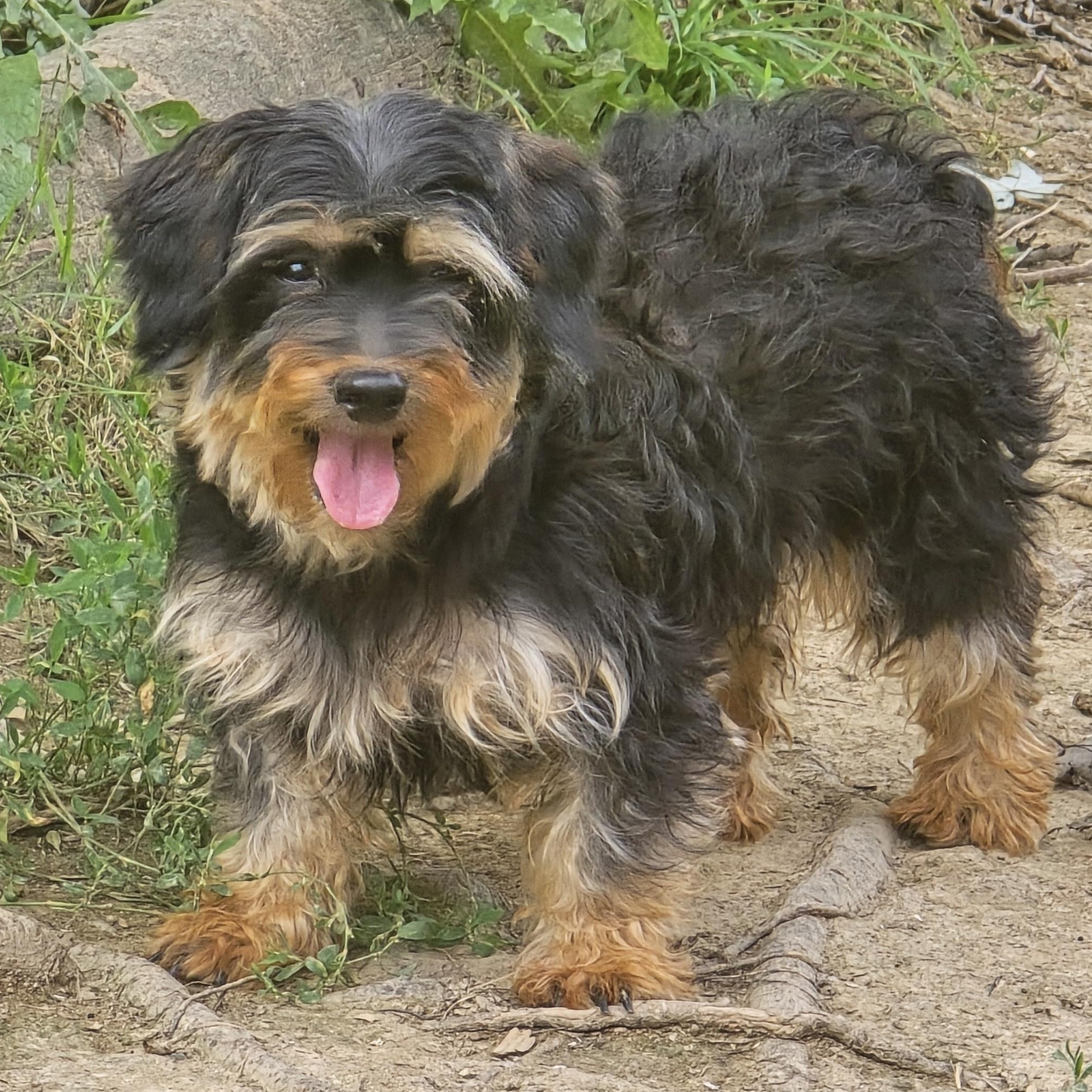 Piper, ADOPTABLE, Adult Female Yorkie Poo.