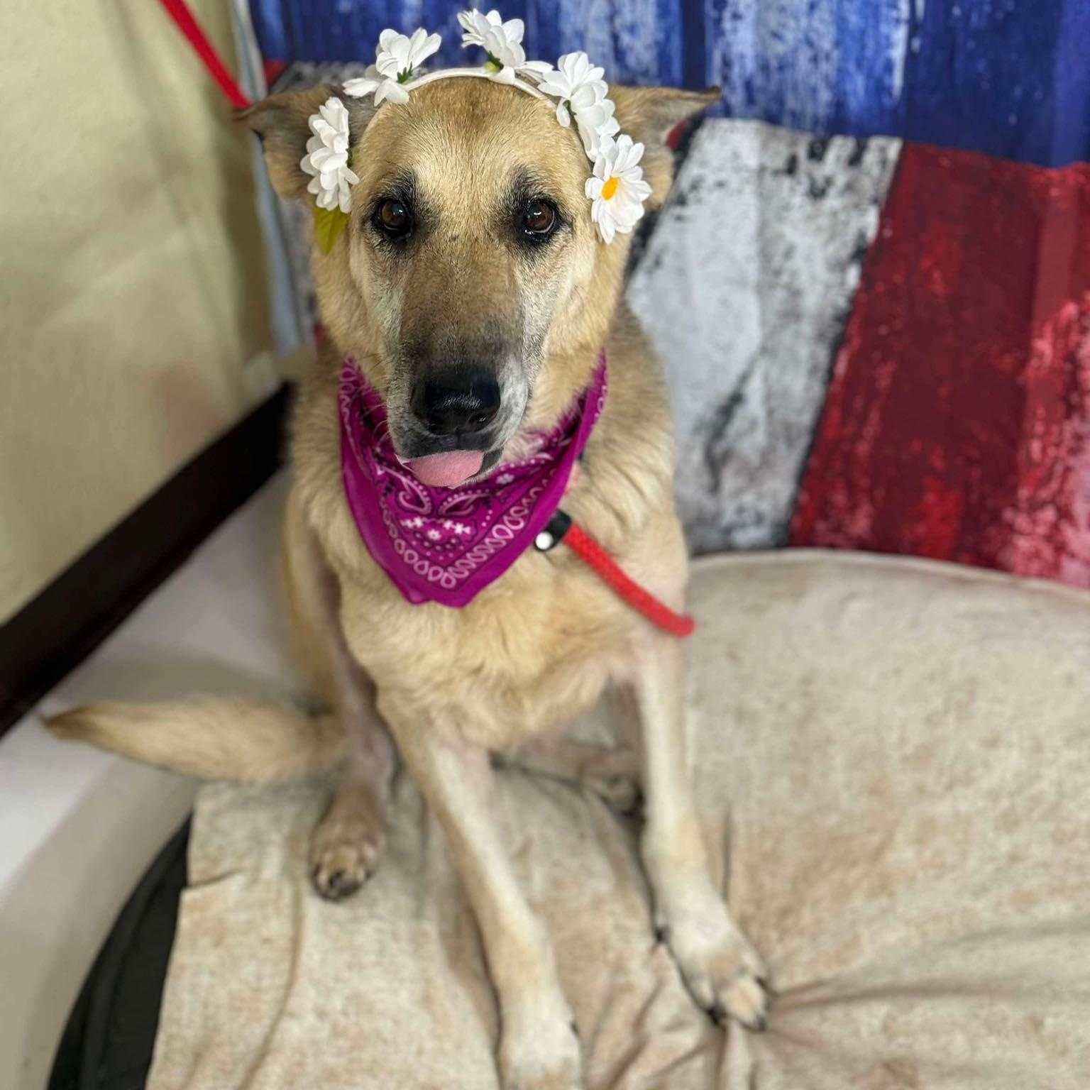 SAMANTHA, Adoptable, Senior Female German Shepherd Dog.
