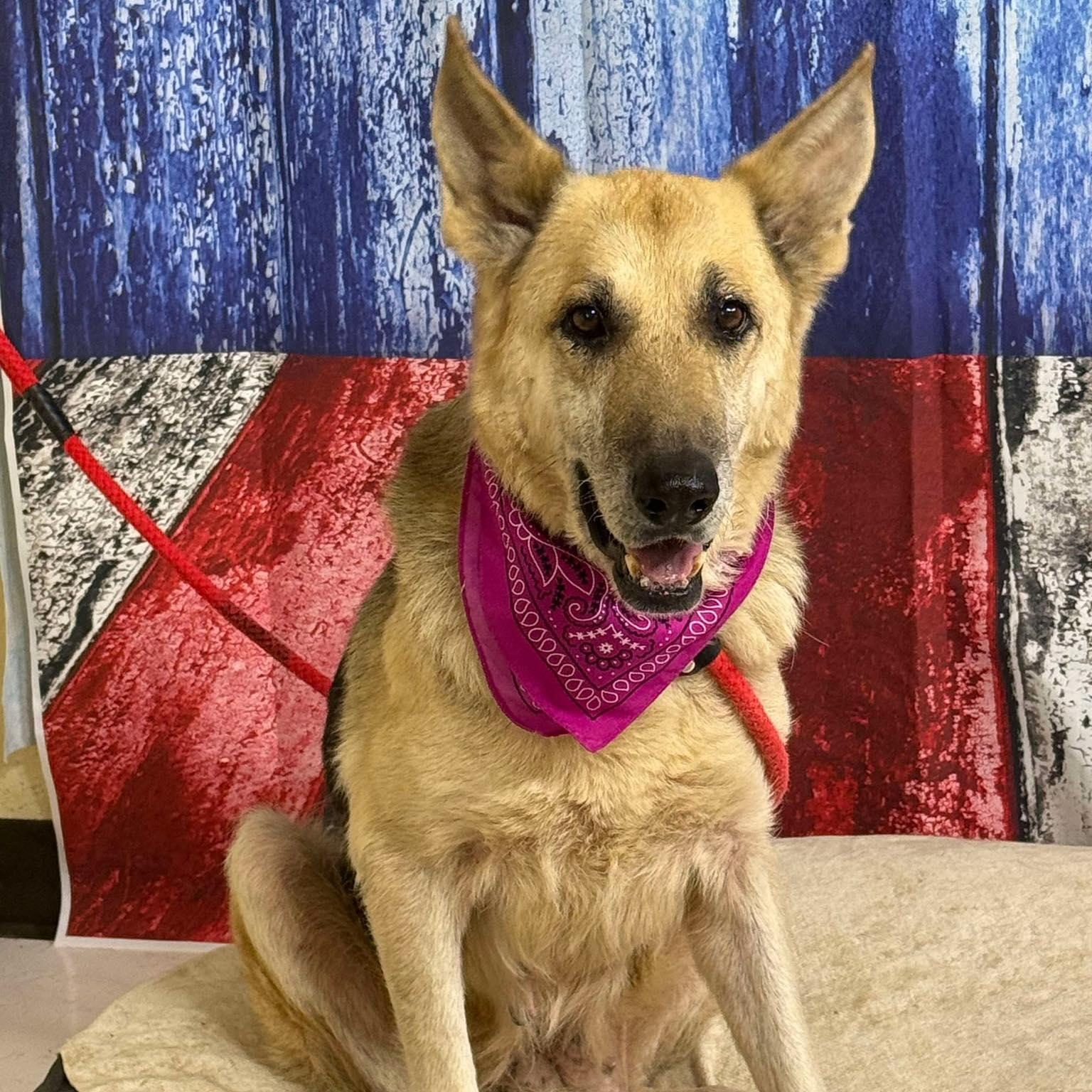 SAMANTHA, a Adoptable German Shepherd Dog in Weatherford, TX image 2/4