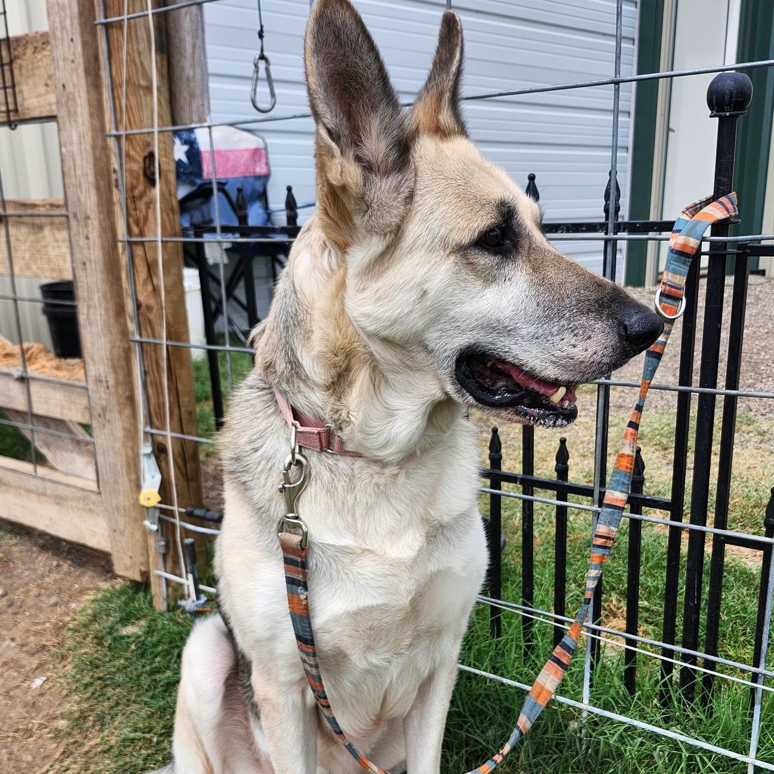 SAMANTHA, a Adoptable German Shepherd Dog in Weatherford, TX image 3/4