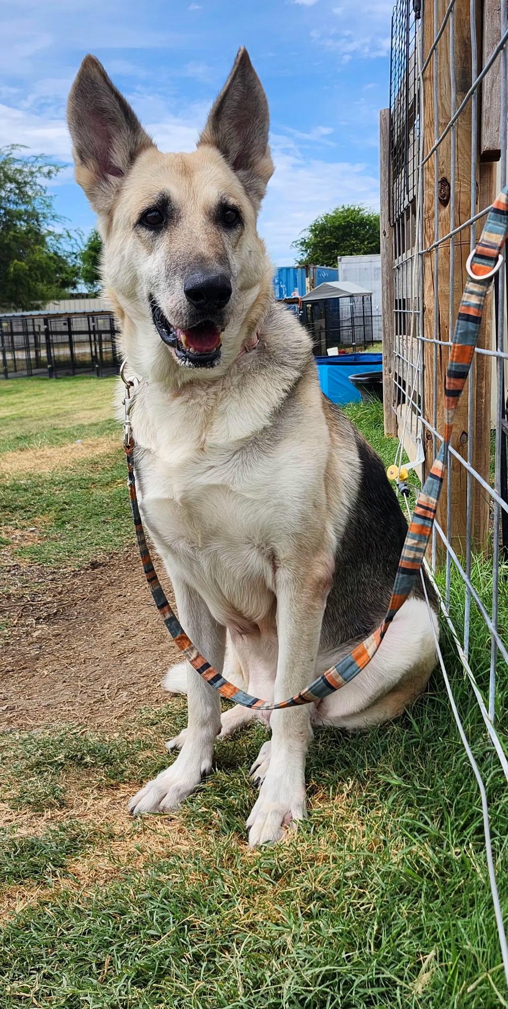 SAMANTHA, a Adoptable German Shepherd Dog in Weatherford, TX image 4/4