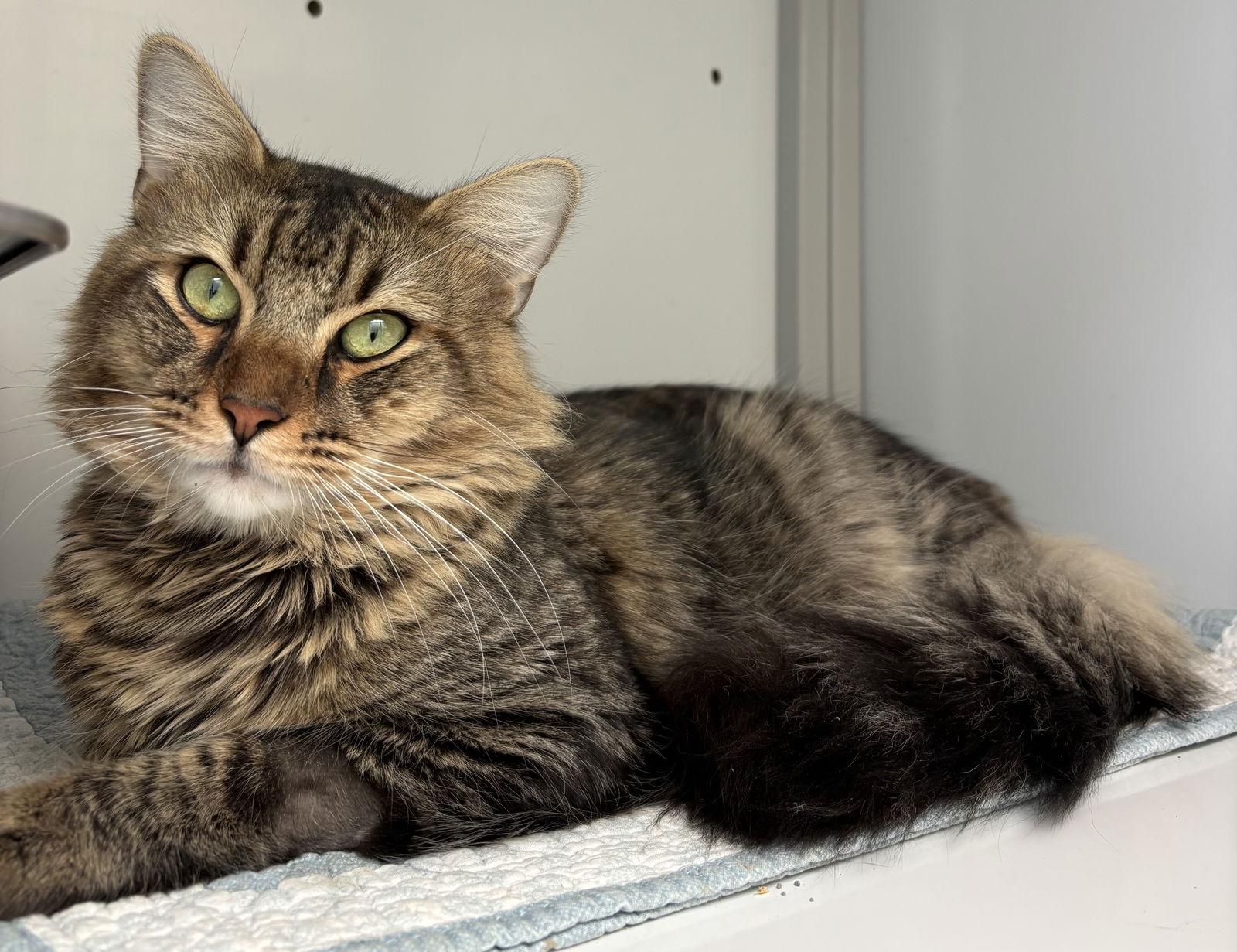Sandspur, Adoptable, Young Male Domestic Medium Hair.