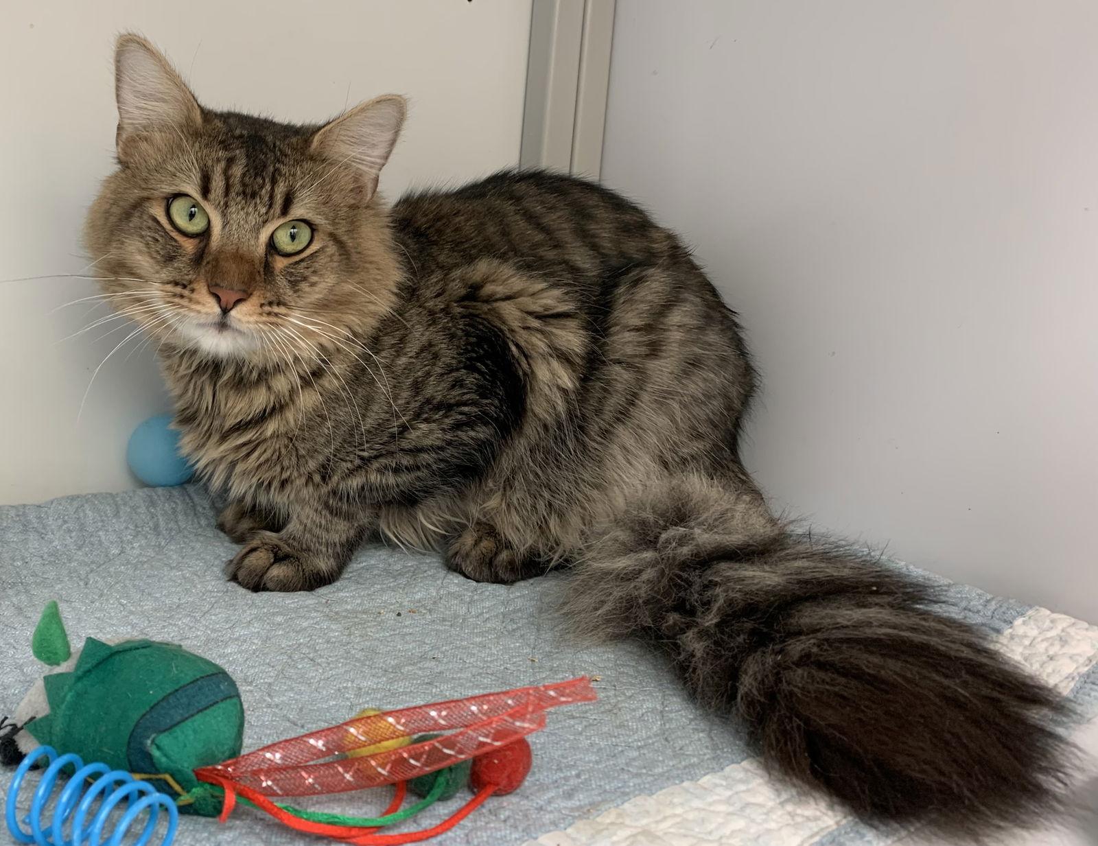 Sandspur, a Adoptable Domestic Medium Hair in Alexandria, VA image 2/3