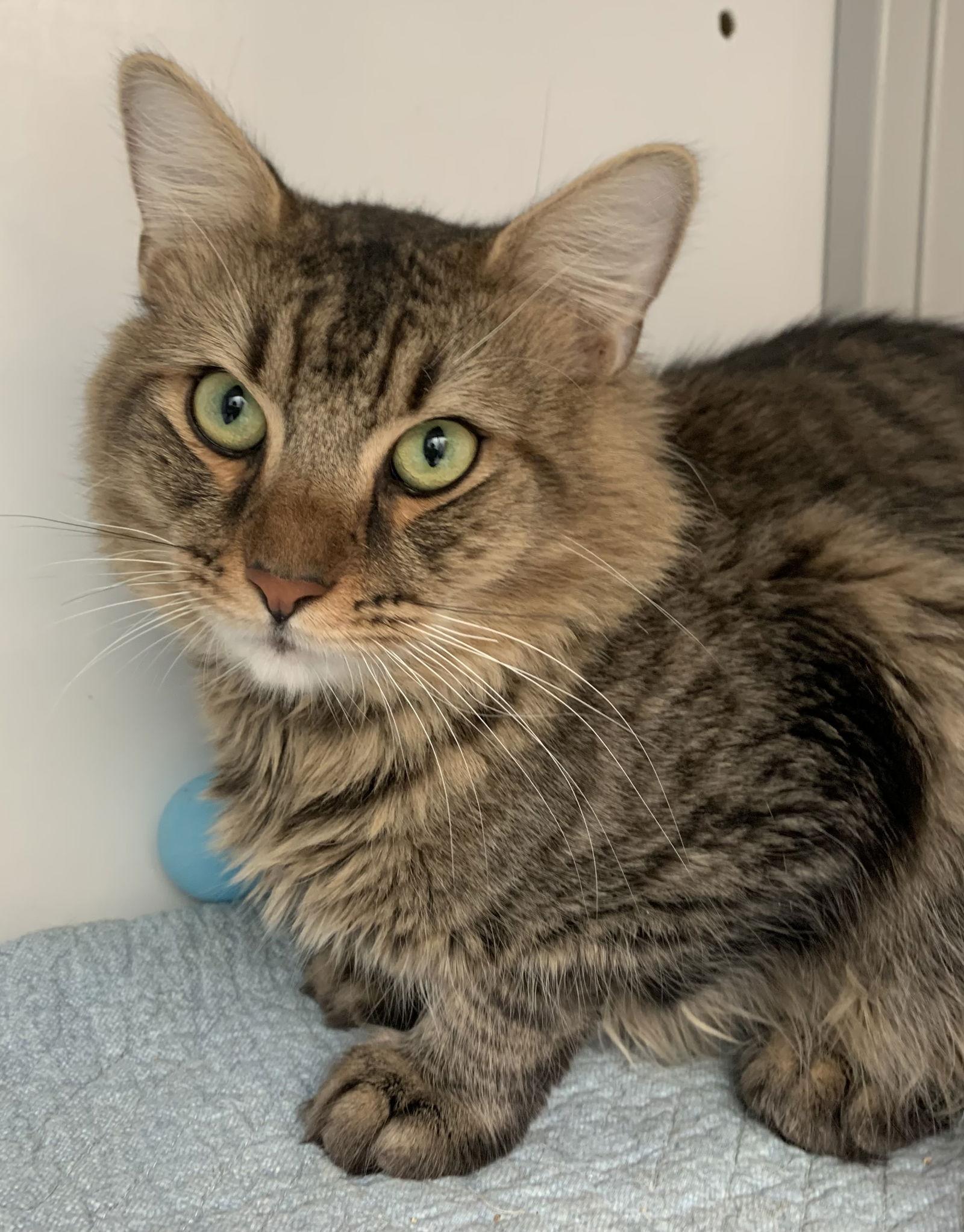 Sandspur, a Adoptable Domestic Medium Hair in Alexandria, VA image 3/3