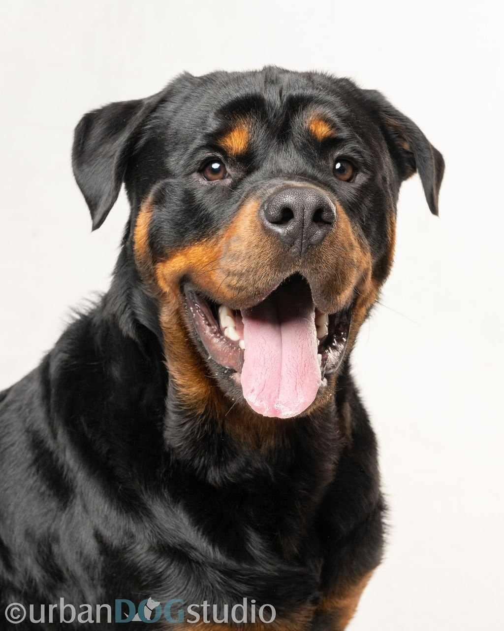 Tank - M, Adopted, Young Male Rottweiler.