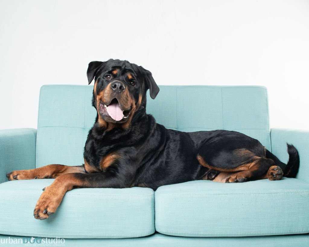 Enlarge Tank - M, a Adopted Rottweiler in Tampa, FL image 2/3