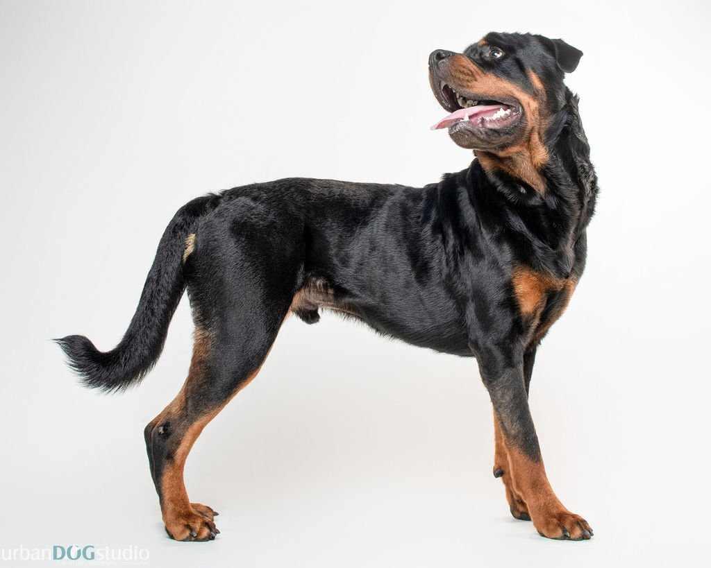 Enlarge Tank - M, a Adopted Rottweiler in Tampa, FL image 3/3