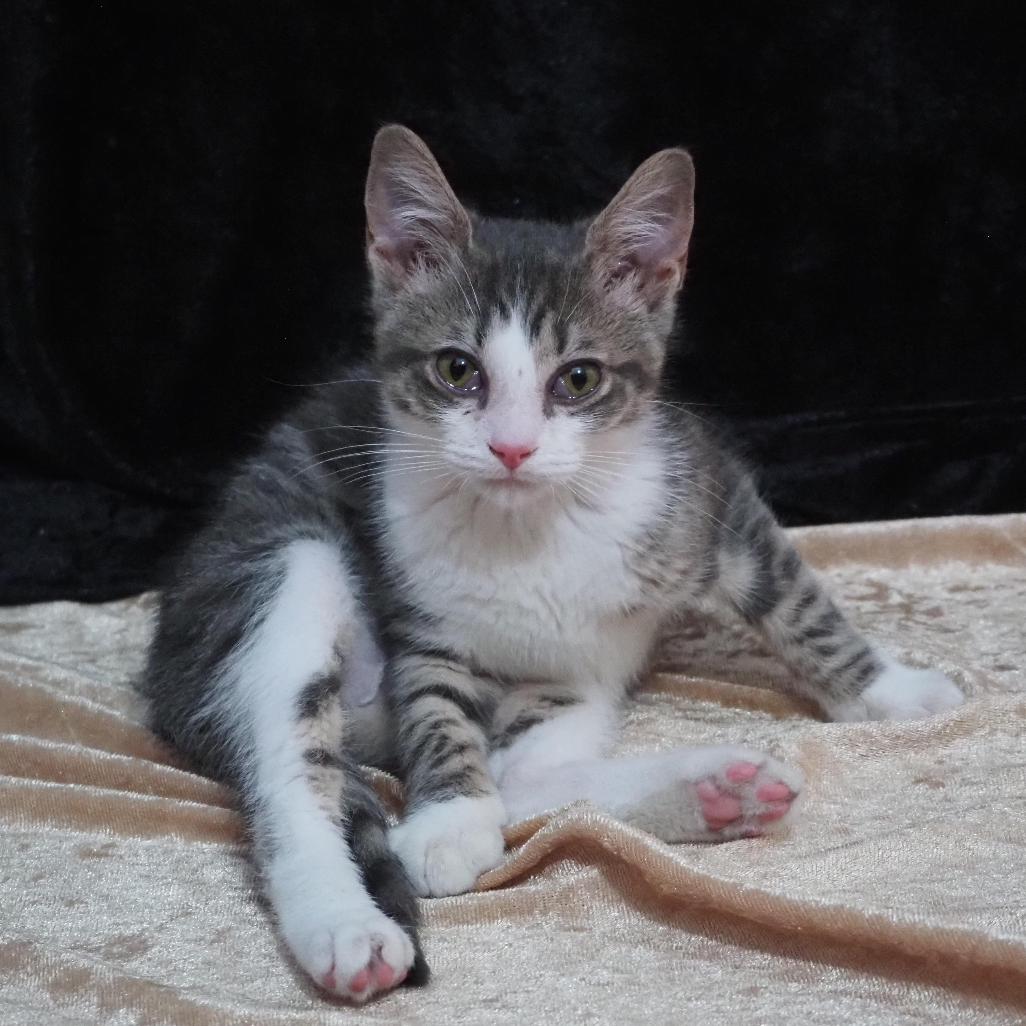 Zayu, Adoptable, Kitten Male Domestic Short Hair.