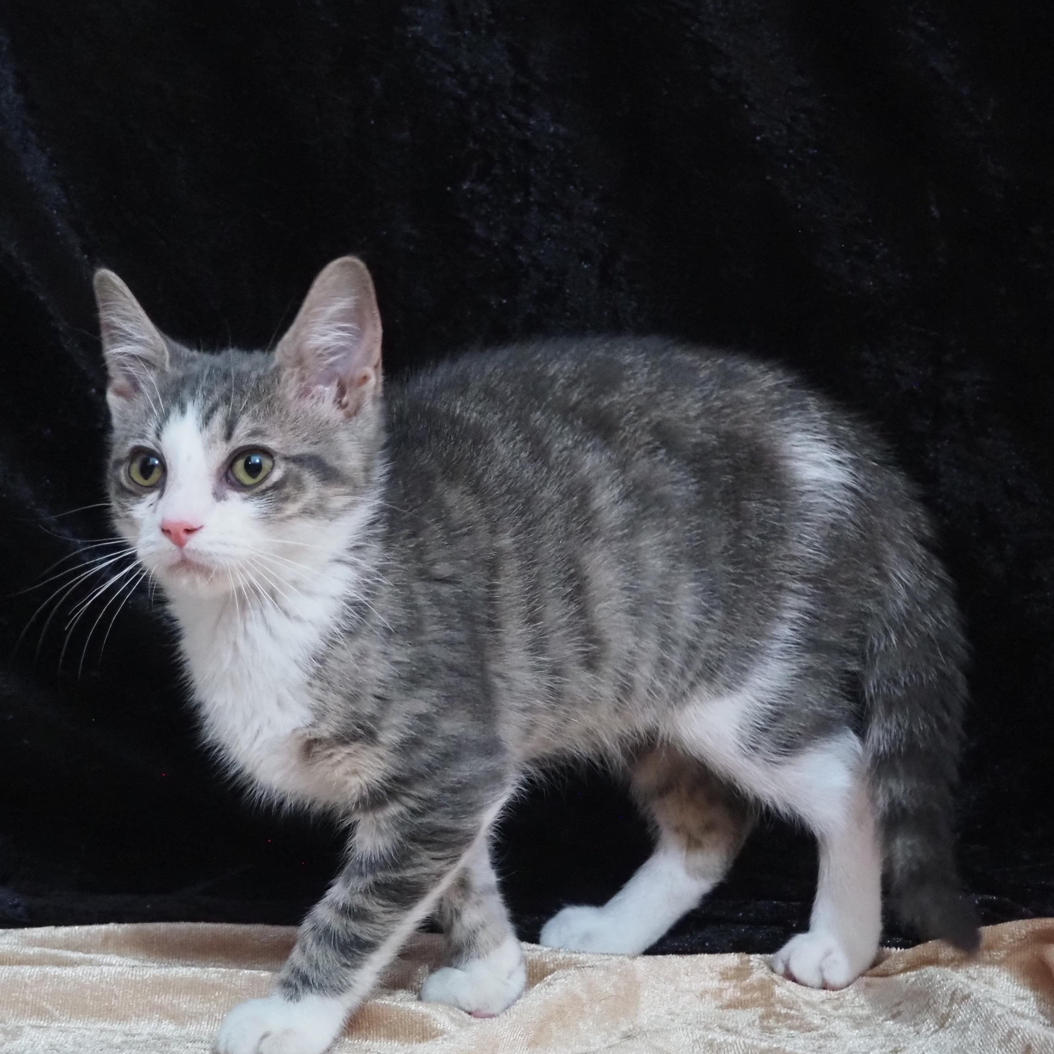 Enlarge Zayu, a Adoptable Domestic Short Hair in Seymour, TN image 3/4