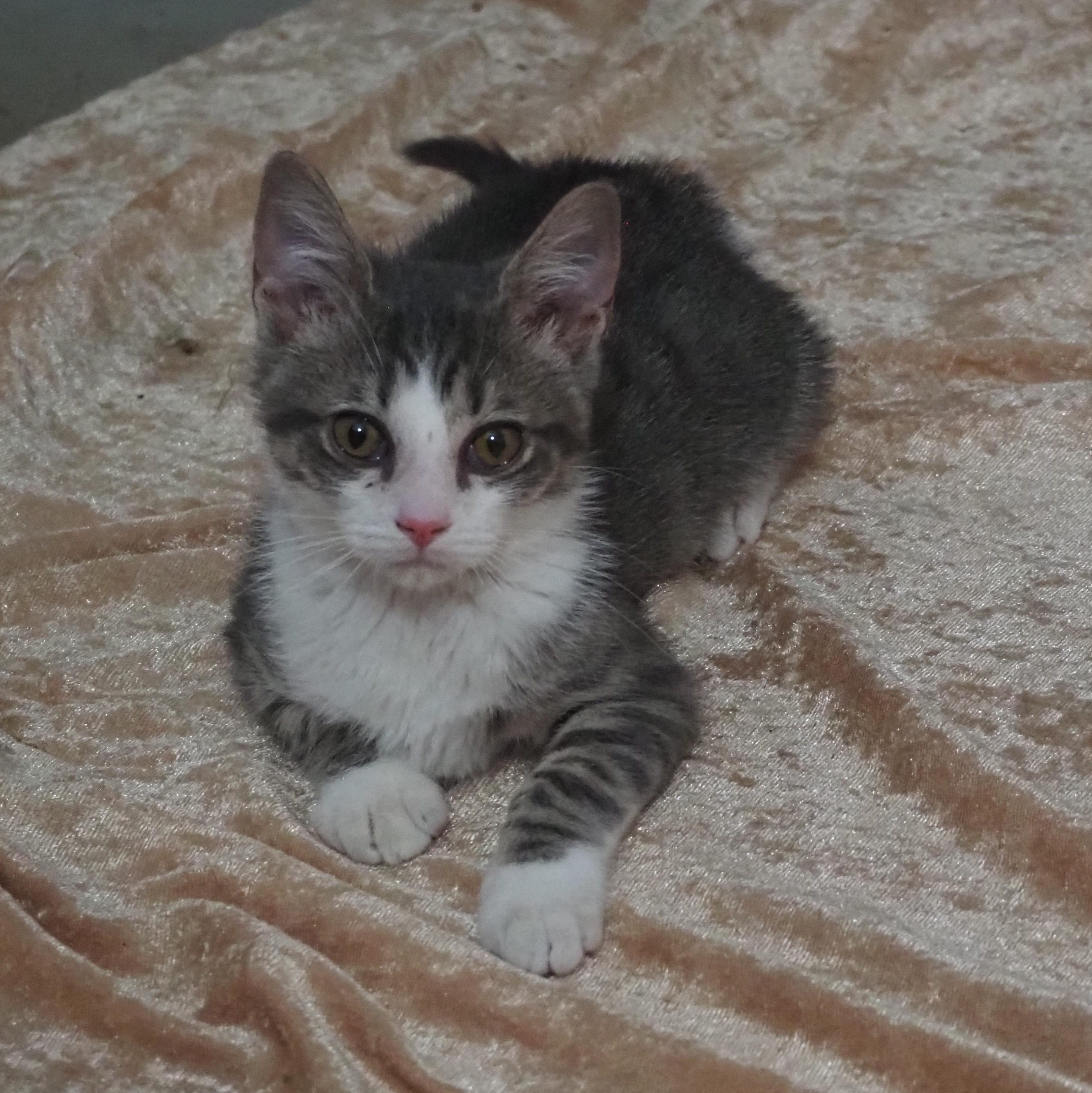 Enlarge Zayu, a Adoptable Domestic Short Hair in Seymour, TN image 2/4