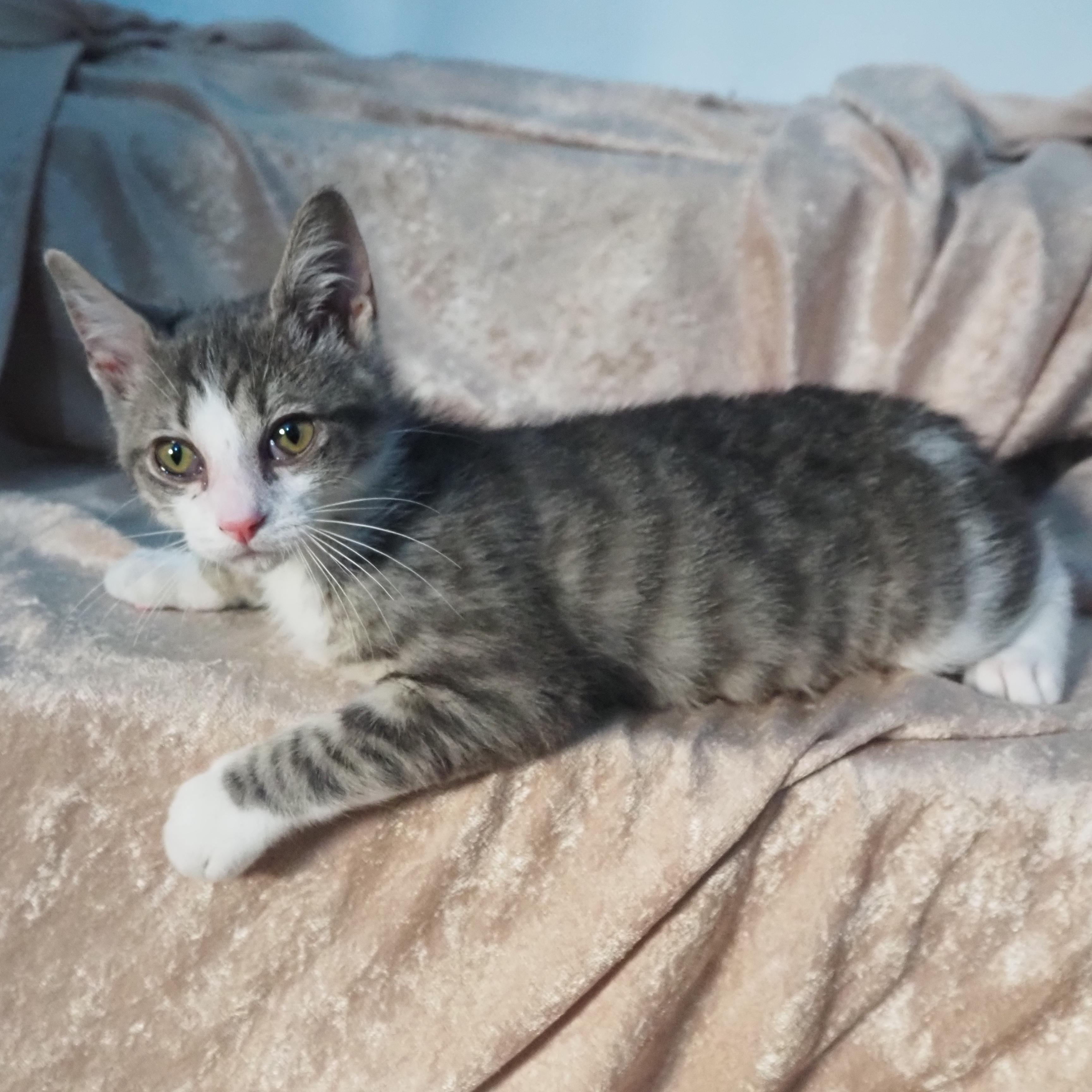 Enlarge Zayu, a Adoptable Domestic Short Hair in Seymour, TN image 4/4