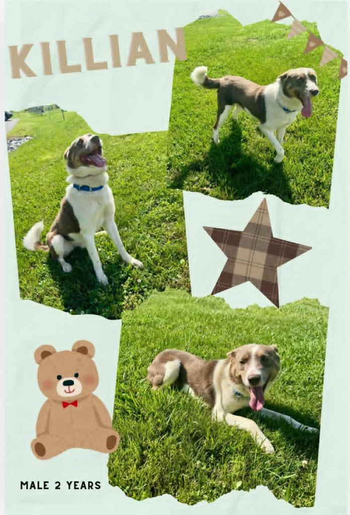 Killian, Adoptable, Young Male Husky & Mixed Breed.