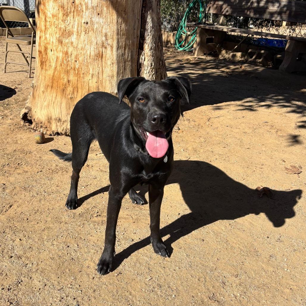 Enlarge Almond Joy, a Adoptable mixed breed in Riverside, CA image 1/6