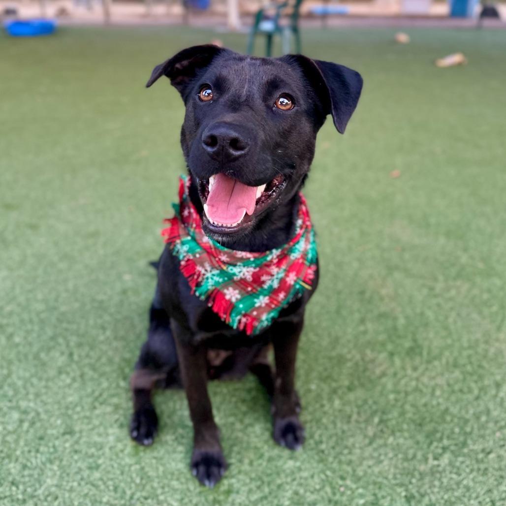 Enlarge Almond Joy, a Adoptable mixed breed in Riverside, CA image 2/6
