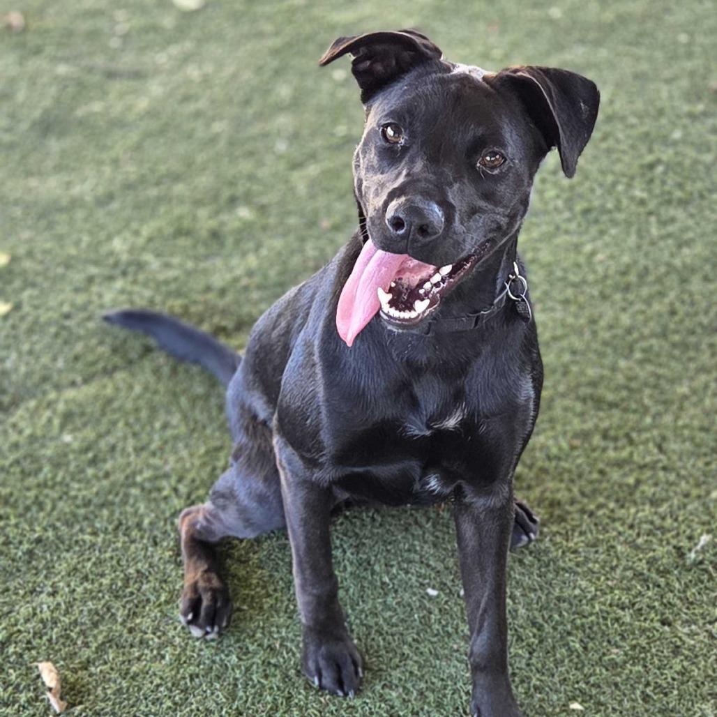 Enlarge Almond Joy, a Adoptable mixed breed in Riverside, CA image 3/6