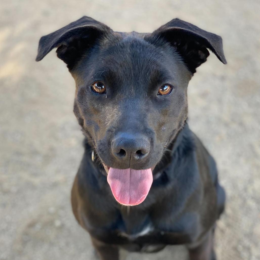 Enlarge Almond Joy, a Adoptable mixed breed in Riverside, CA image 4/6