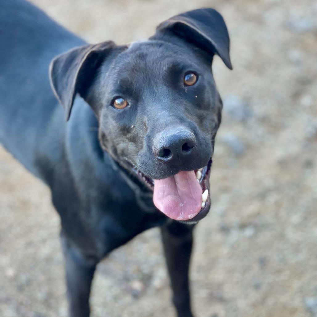 Enlarge Almond Joy, a Adoptable mixed breed in Riverside, CA image 5/6