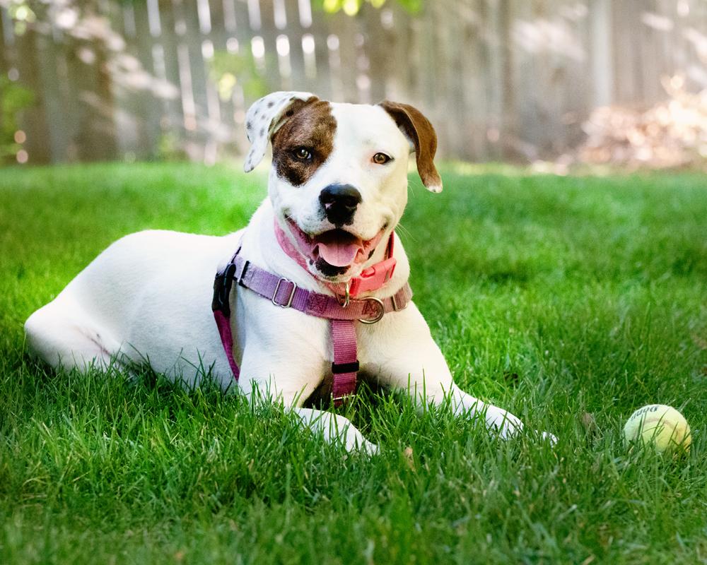 Enlarge Willow - happy, friendly old soul girl, a Adoptable mixed breed in Boulder, CO image 4/6