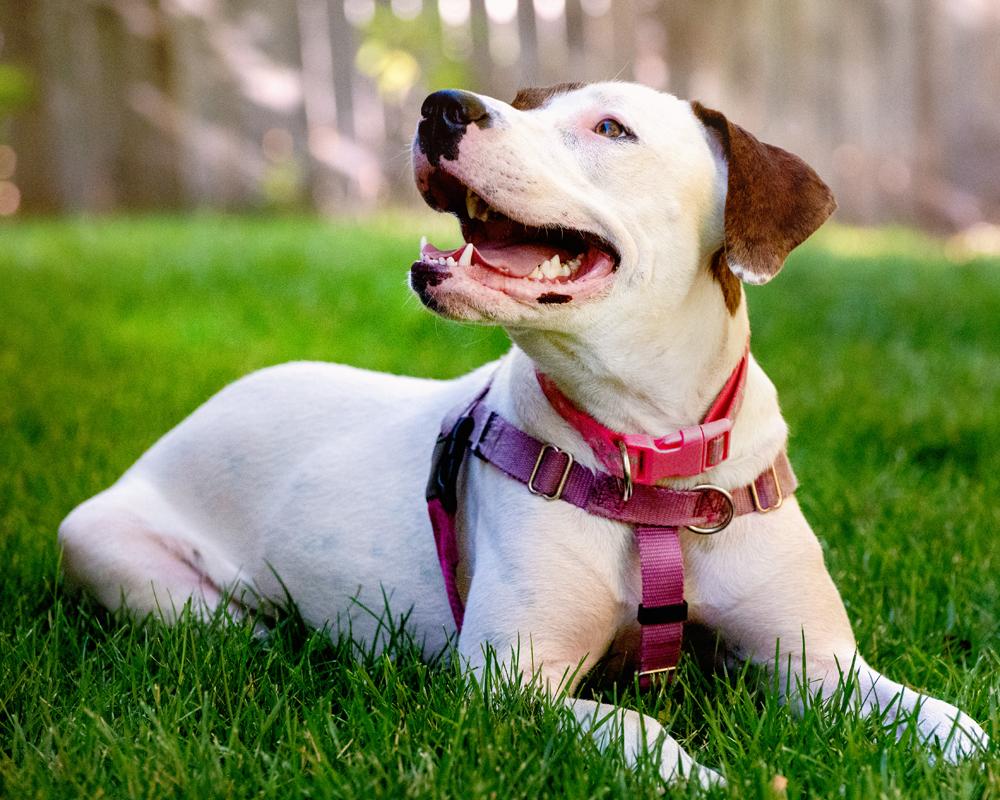 Enlarge Willow - happy, friendly old soul girl, a Adoptable mixed breed in Boulder, CO image 3/6