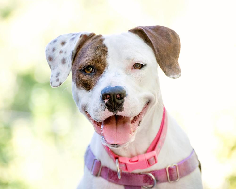 Willow - happy, friendly old soul girl, Adoptable, Young Female American Staffordshire Terrier & Pit Bull Terrier.