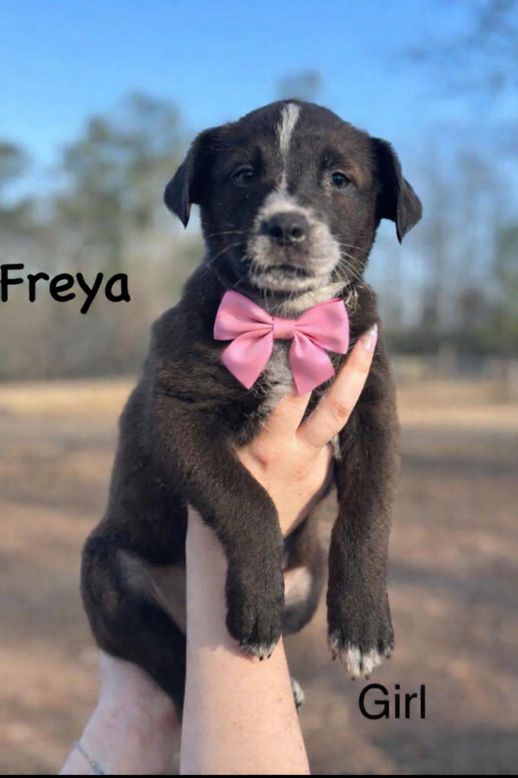 FREYA, Adoptable, Puppy Female Labrador Retriever & Border Collie.