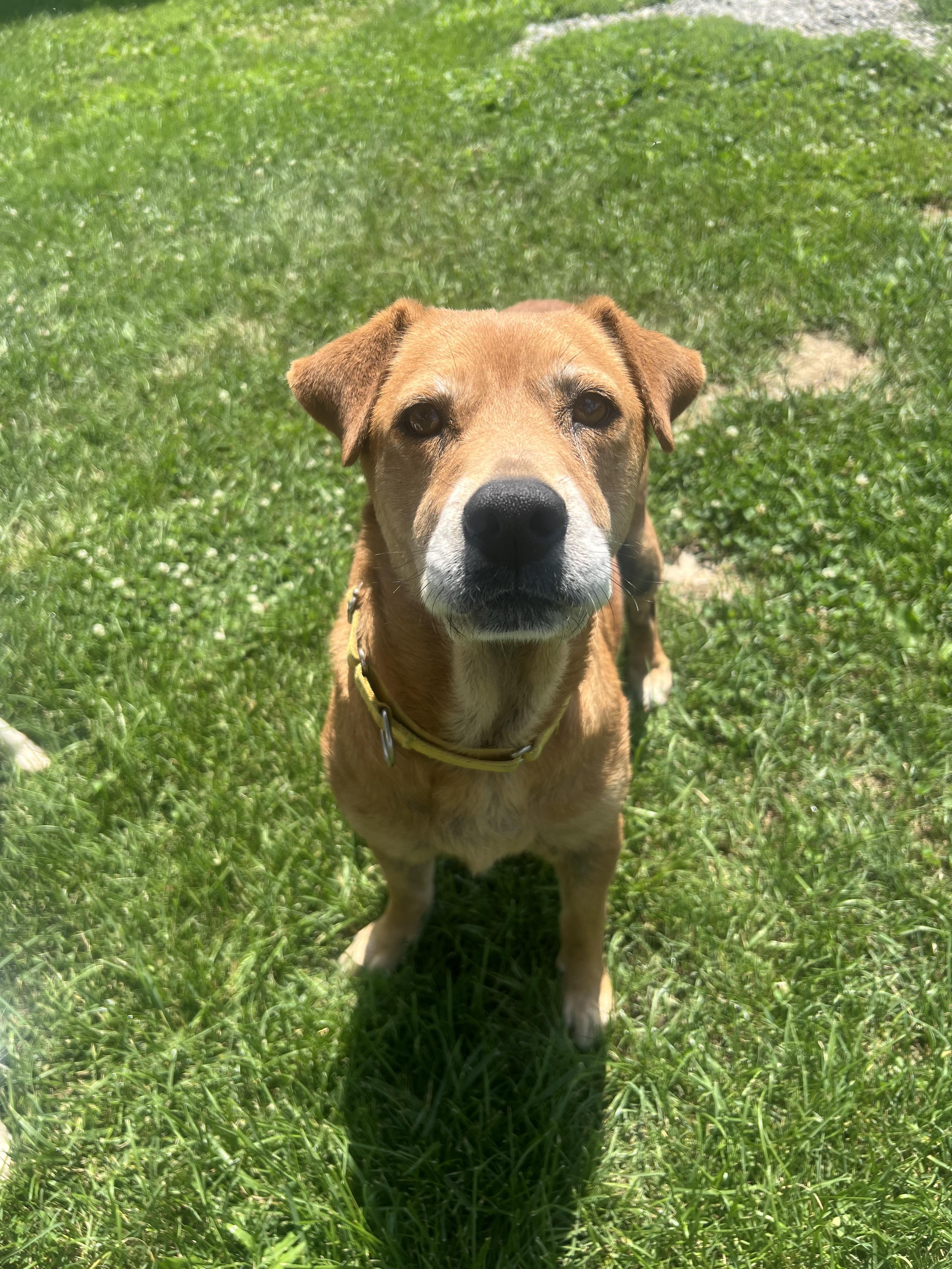 Journey, a Adoptable Mixed Breed in South Charleston, OH image 1/4