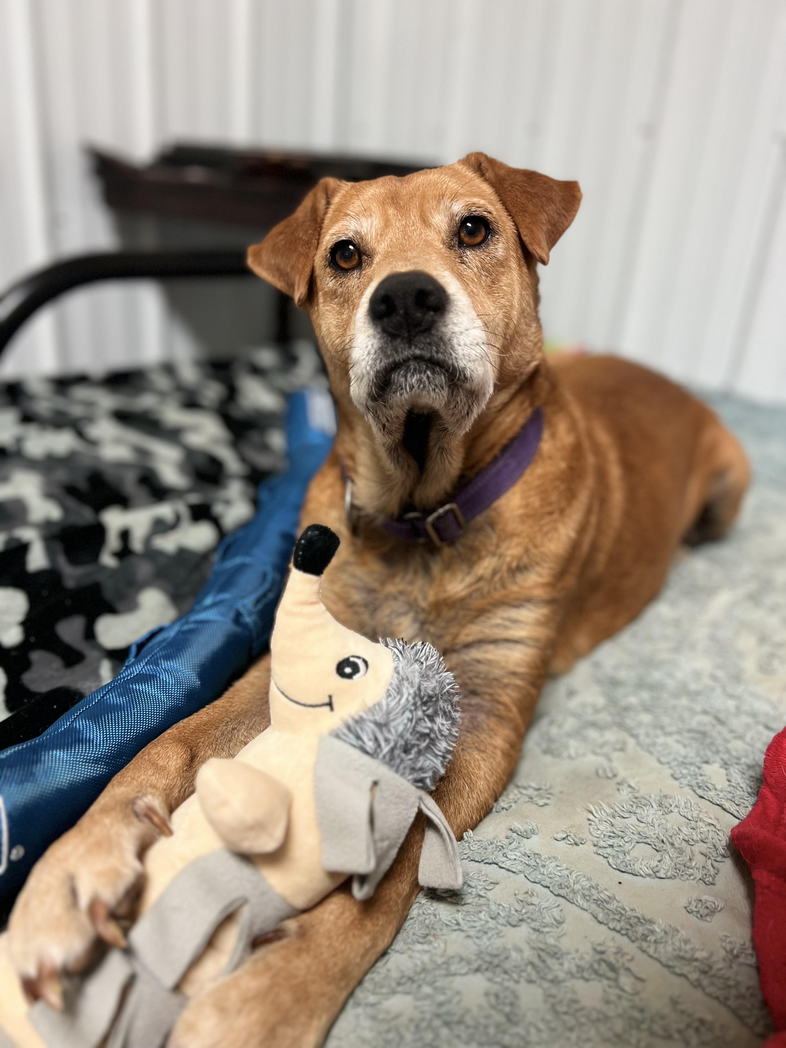 Journey, Adoptable, Senior Female Mixed Breed.