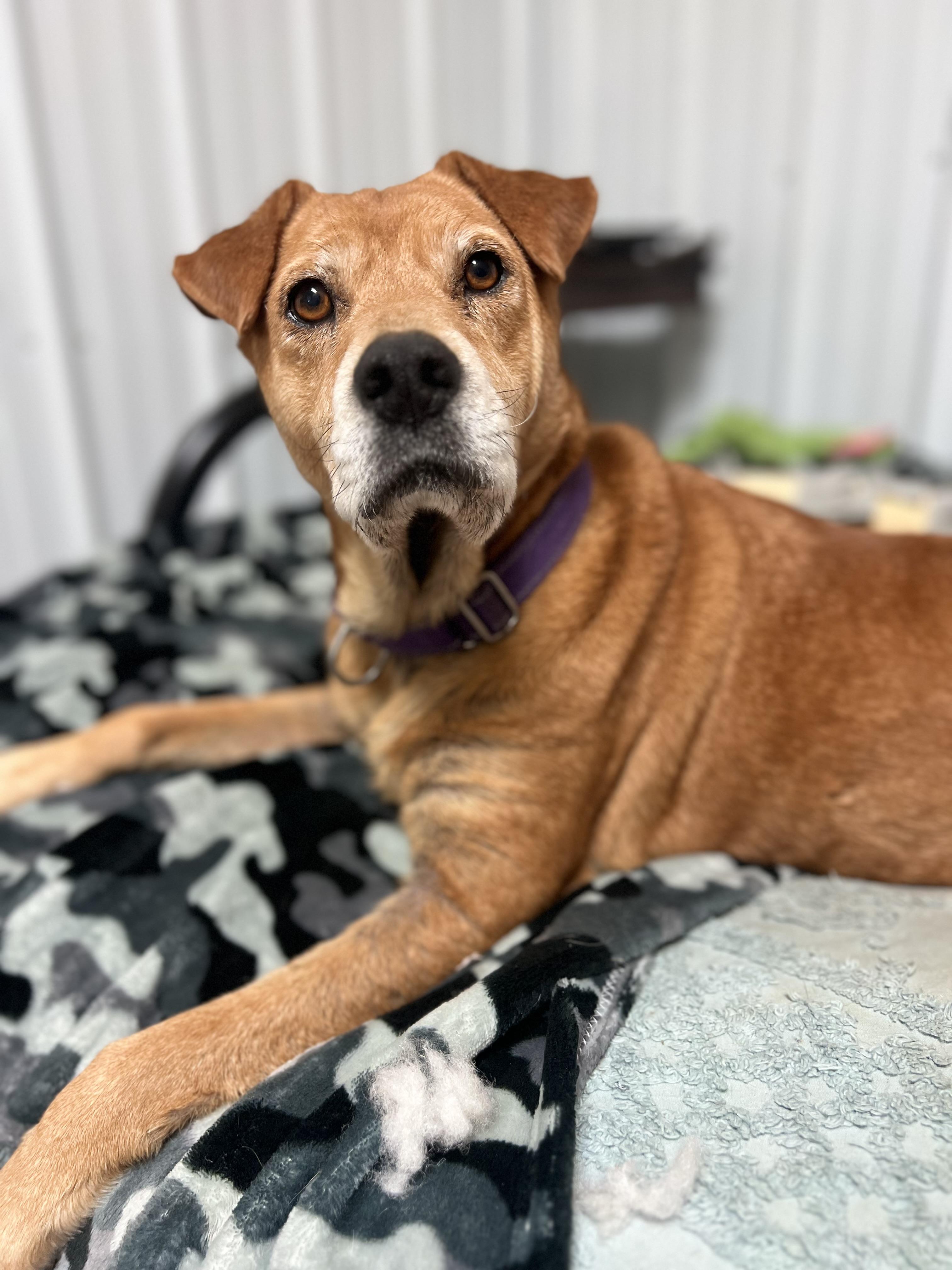 Enlarge Journey, a Adoptable Mixed Breed in South Charleston, OH image 5/5