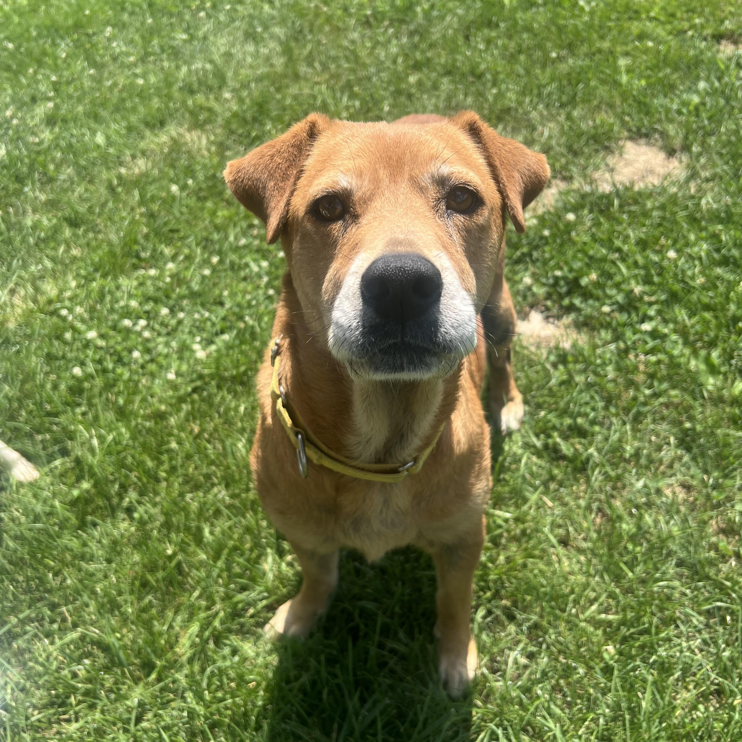 Journey, Adoptable, Senior Female Mixed Breed.