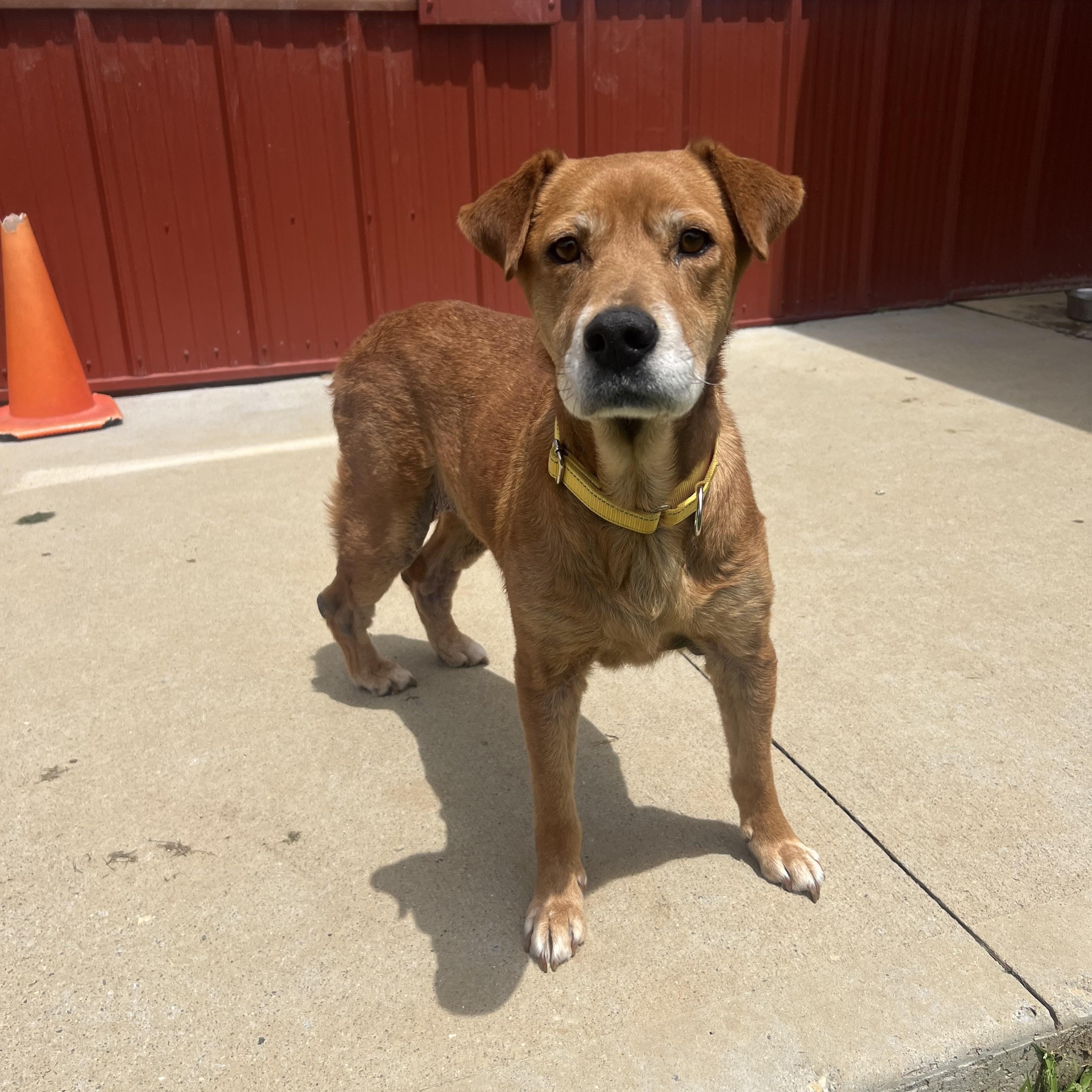 Journey, a Adoptable Mixed Breed in South Charleston, OH image 3/4