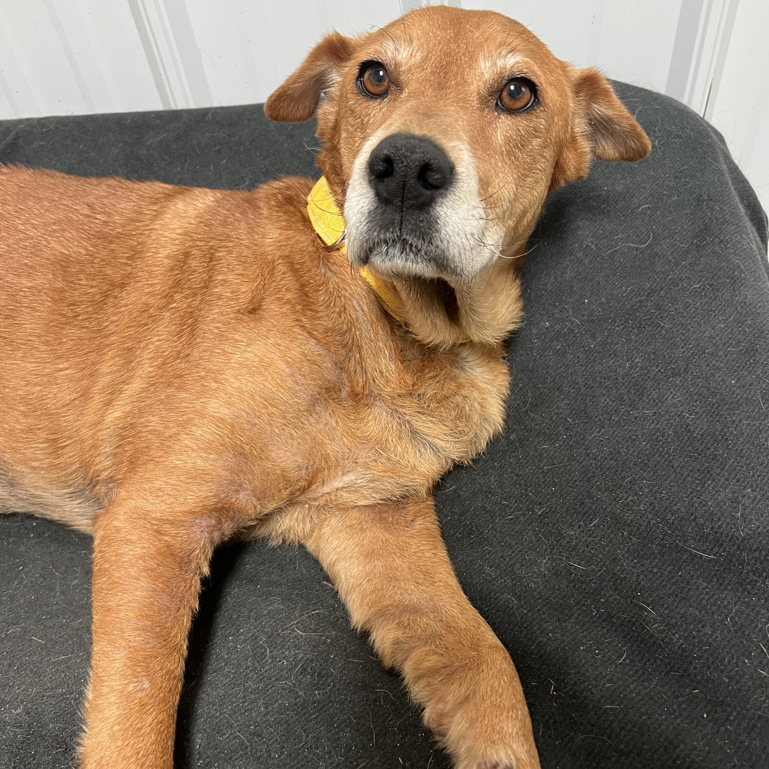 Journey, a Adoptable Mixed Breed in South Charleston, OH image 4/4