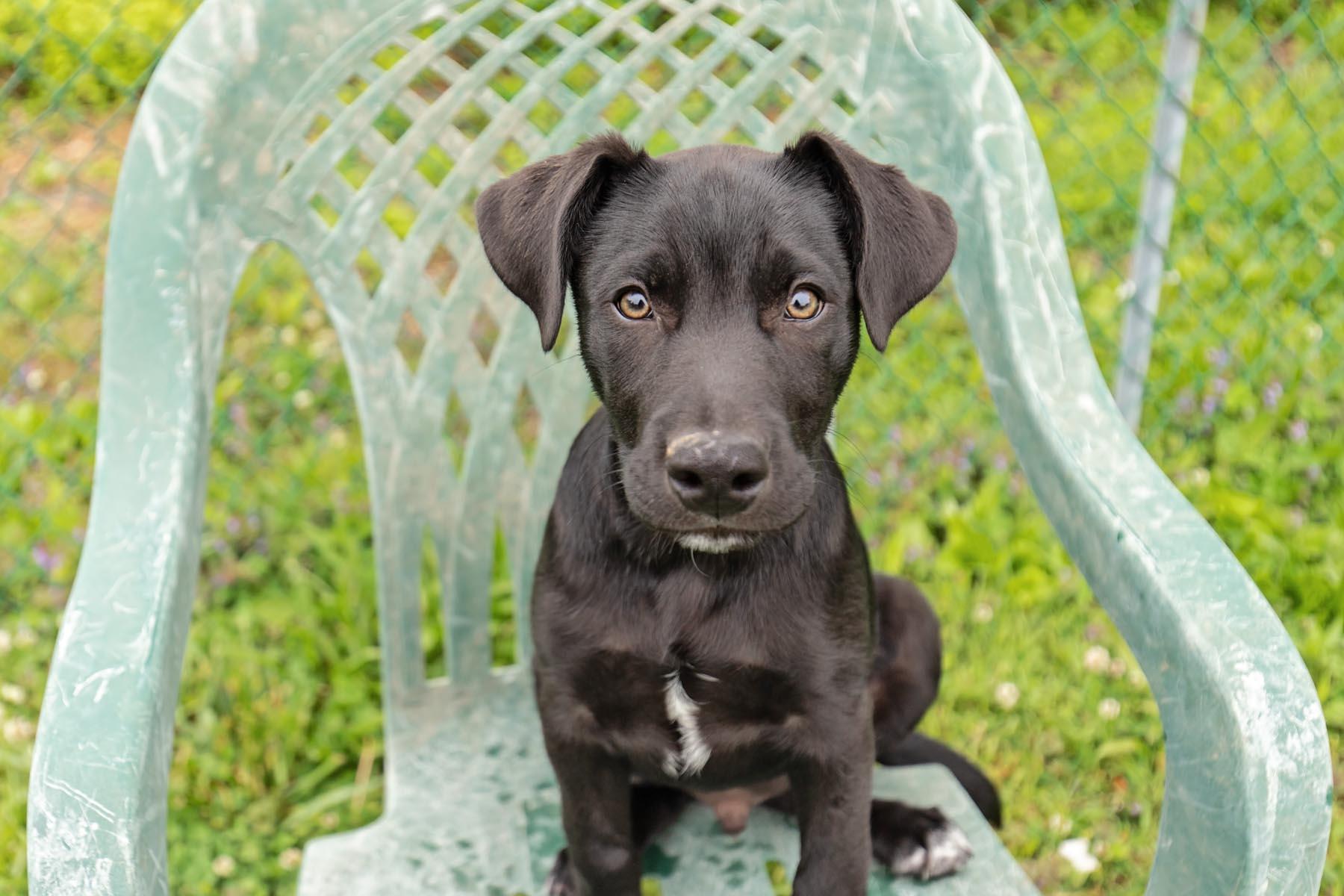 Enzo Ferrari, a Adoptable mixed breed in Landenberg, PA image 1/5