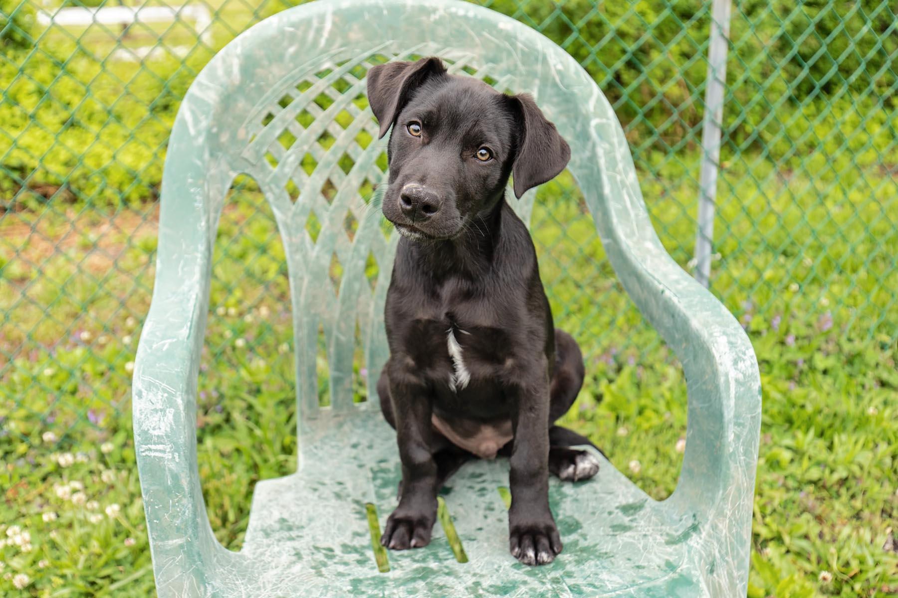 Enzo Ferrari, a Adoptable mixed breed in Landenberg, PA image 2/5