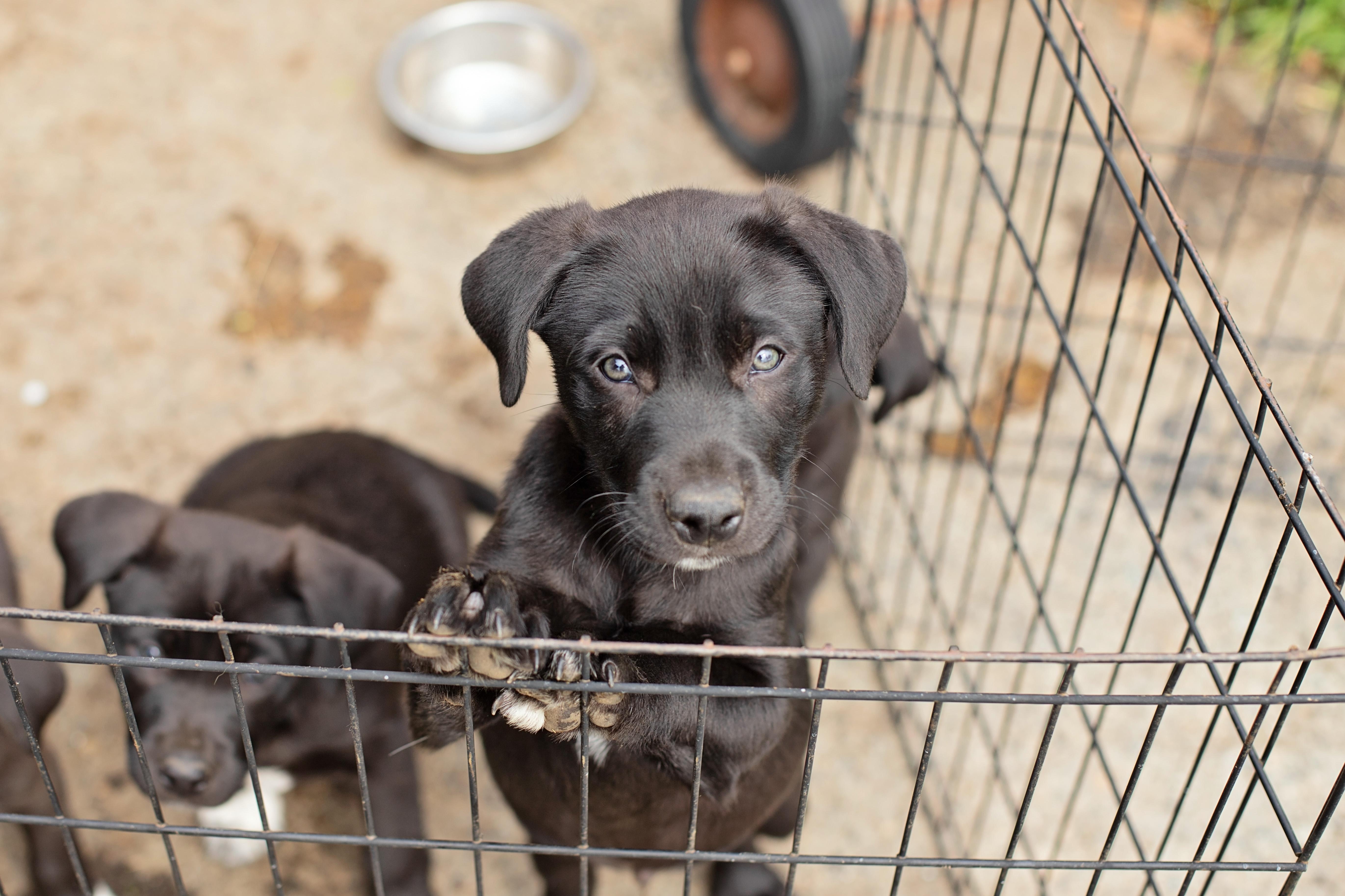 Enzo Ferrari, a Adoptable mixed breed in Landenberg, PA image 3/5