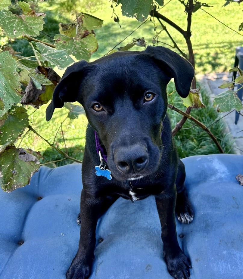 Enlarge Enzo Ferrari, a Adoptable mixed breed in Landenberg, PA image 3/3