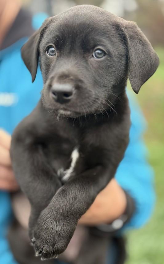 Enzo Ferrari, a Adoptable mixed breed in Landenberg, PA image 4/5