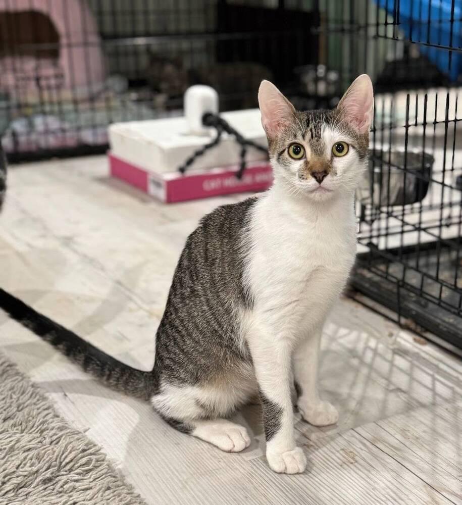 Enlarge Acorn, a Adoptable Domestic Short Hair in Lake Grove, NY image 1/1