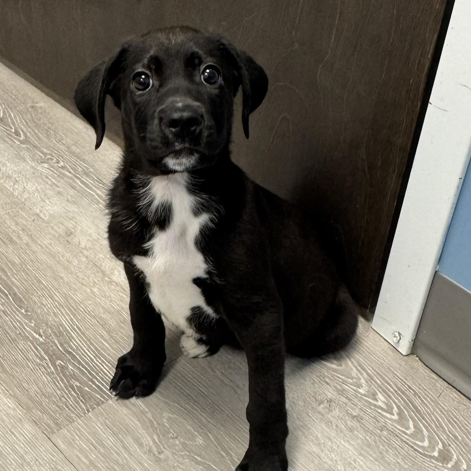 Enlarge Sabriel, an adopted mixed breed in Ulster, PA image 1/1